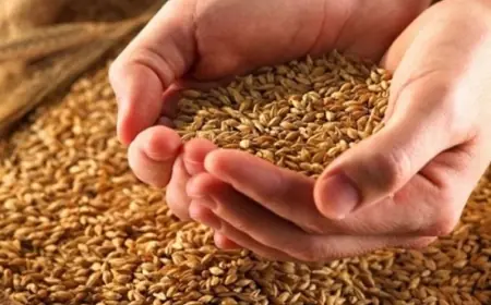 الجزائر تعلن مناقصة لشراء 50 ألف طن من قمح الطحين اللين