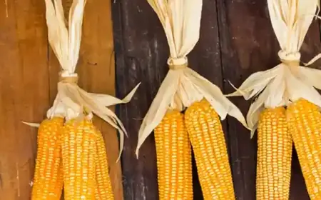 الذرة وفوائدها العجيبة على صحة الإنسان