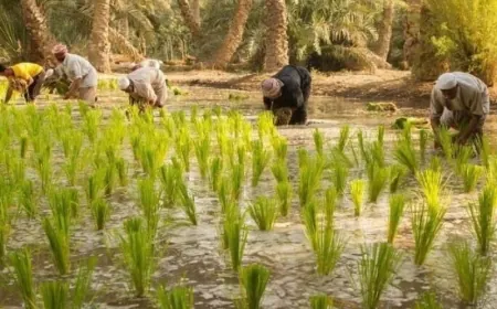 بعد توقف عامين.. العراق يستأنف زراعة الأرز بسلالة موفرة للمياه