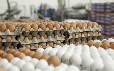 اتهامات بوجود بيض ملوث في الأسواق ... و"الصحة" ترد!