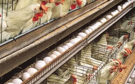 عن "الدواجن" في لبنان.. بيانٌ مهم من وزارة الزراعة