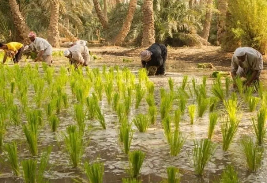 بعد توقف عامين.. العراق يستأنف زراعة الأرز بسلالة موفرة للمياه