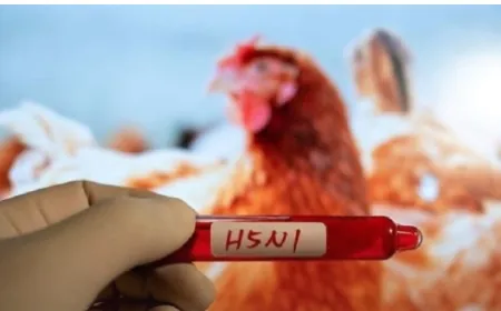 فرنسا تطلق حملة ثانية للتطعيم ضد إنفلونزا الطيور