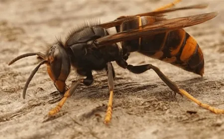 بريطانيا تحت تهديد الدبابير الآسيوية.. وتحذير عاجل للتصدي للغزو المتزايد