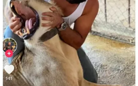 الأجهزة الأمنية تفتش عن الأسد!