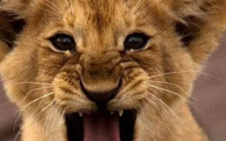 الشبل الفالت أصبح رهينة النيابة العامة البيئية