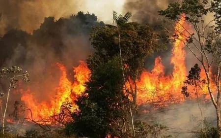بالفيديو-حرائق الزيتون في مرياطه... ألسنة اللهب تجتاح البساتين ونداء إنقاذ يتردد بين الأهالي والدفاع المدني