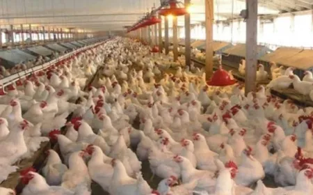 النقابة اللبنانية للدواجن: الإستهلاك المحلي من الدجاج والبيض إنخفض نحو 25%