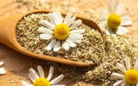 منها خفض السكر والمساعدة على النوم.. 8 فوائد لعشبة البابونج