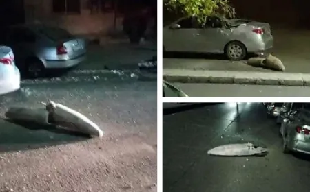 سوريا: سقوط شظايا صاروخ اسرائيلي في منطقة ركن الدين في العاصمة ‎دمشق