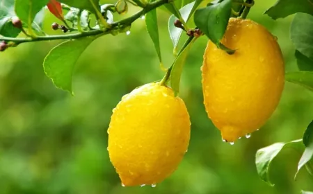 الحامضة.. درع طبيعي للصحة في الشتاء