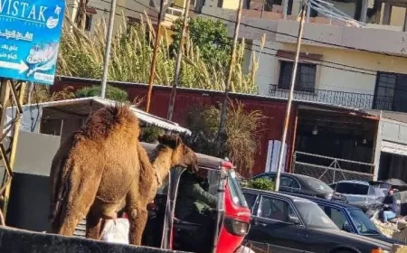 جمل على أوتوستراد المنية: مشهد طريف يُشعل التعليقات