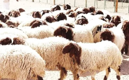 الصين تحظر استيراد ماشية ومنتجات حيوانية من دول عدة