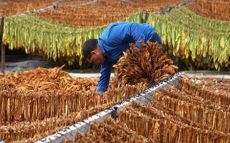 اتحاد "نقابات العاملين في زراعة التبغ والتنباك" لاهالي القرى الحدودية الجنوبية: أنتم تعطون الشهادات بالوطنية والانتماء الصادق