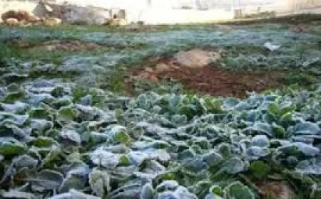 ‎موجة الصقيع ترفع أسعار الخضروات قبل شهر رمضان