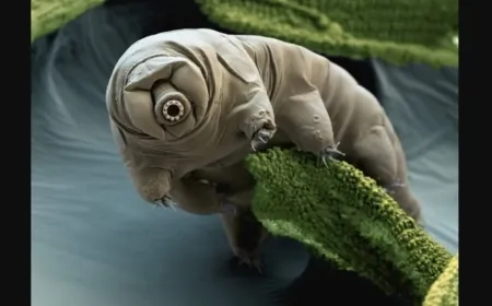 «دب الماء»... حيوان صغير يُنتج بروتيناً يمكنه إحداث ثورة بعلاج السرطان