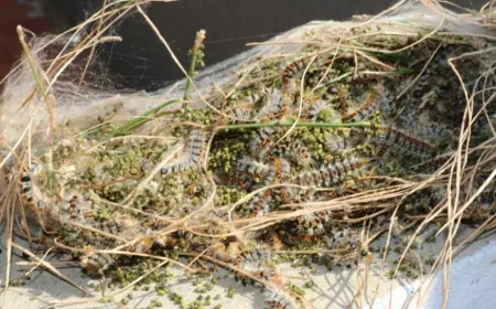 وزارة الزراعة تُحذّر من انتشار "حشرة الصندل" في لبنان... ما تأثيرها على المواطنين؟