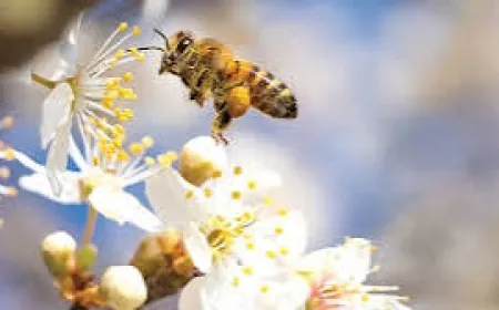 إرشادات من وزارة الزراعة لمربي النحل حفاظًا على صحة خلاياهم خلال فترات شح الأمطار