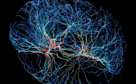 تخطيط دقيق لوصلات عصبية في دماغ فأر يفتح الباب لفهم أعمق لآليات الإدراك البشرية
