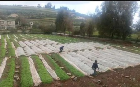 "الريجي" تواصل تهيئة تشتيل التبغ دعمًا للمزارعين المتضررين من الحرب