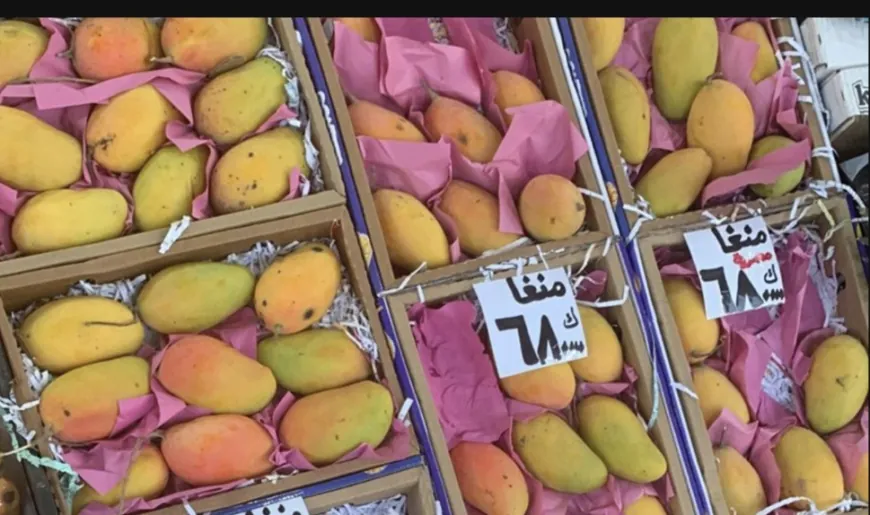ضبط 12 طناً من المانغا المهرّبة من اليمن إلى لبنان
