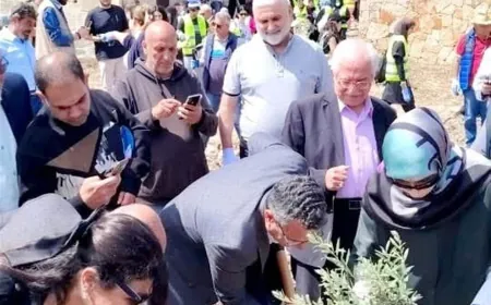 وزارة الزراعة تواصل حماية الزيتون المعمّر في الجنوب