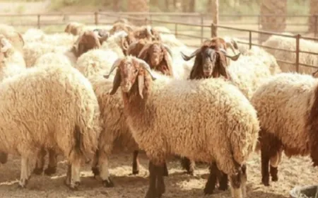 تعميم بلدي في طرابلس: لا ذبح عشوائي خلال الأضحى!