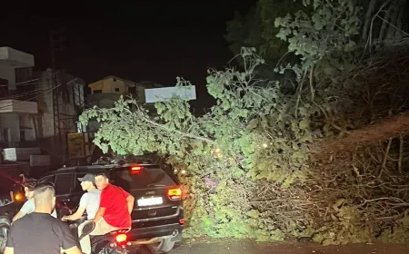 سقوط شجرة وسط الطريق العام في مرياطة - زغرتا يقطع السير