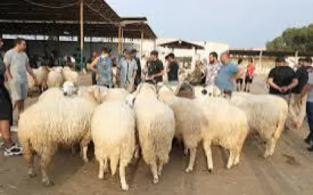 رئيس بلدية طرابلس أصدر تعميما بشأن الاضاحي في العيد