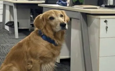 من كلب حراسة إلى مدير للبهجة!.. لابرادور يتولى منصب "مسؤول السعادة" في شركة هندية