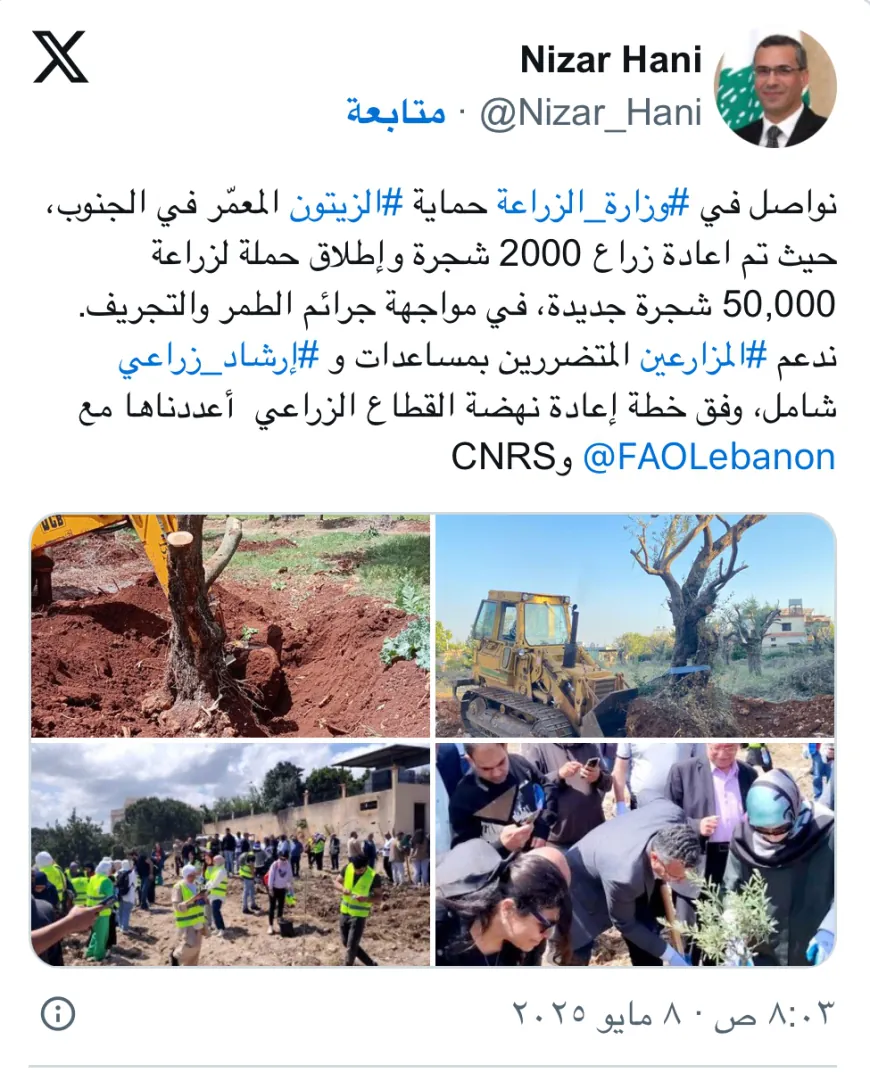 وزارة الزراعة تواصل حماية الزيتون المعمّر في الجنوب