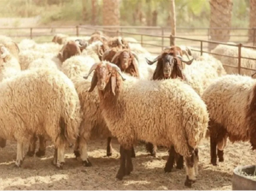 تعميم بلدي في طرابلس: لا ذبح عشوائي خلال الأضحى!