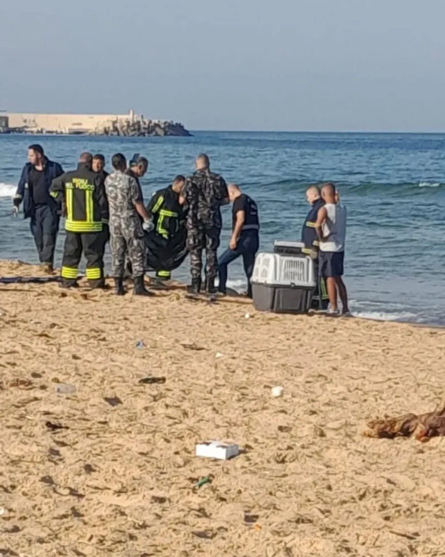 معلومات أولية عن العثور على جثة نهشتها الكلاب على شاطئ الرملة البيضاء