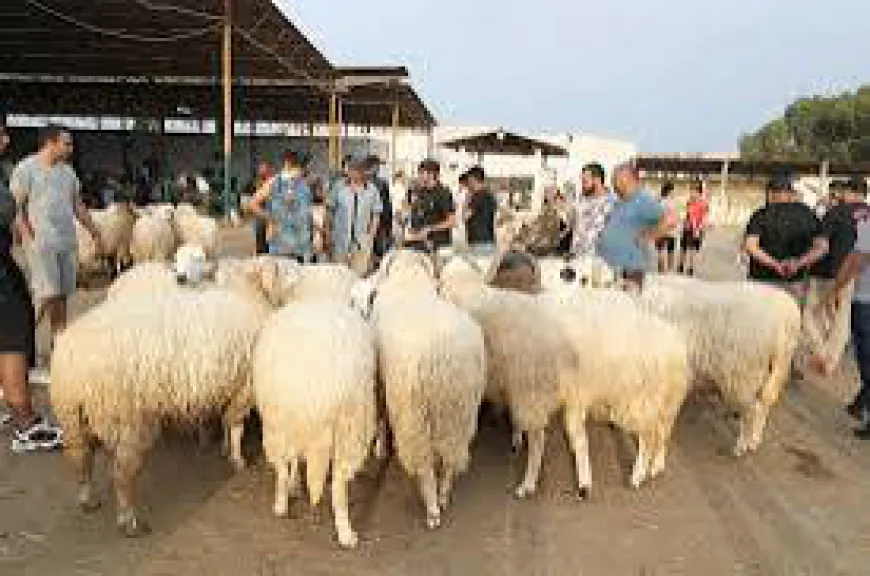 رئيس بلدية طرابلس أصدر تعميما بشأن الاضاحي في العيد
