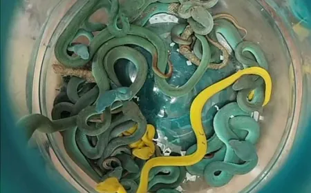 مخبأة في أمتعته المسجلة"... توقيف رجل في مطار خلال محاولته تهريب أكثر من 40 أفعى!