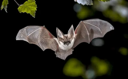 أكثر خطراً من كورونا.. علماء يرصدون فيروسات جديدة في الخفافيش