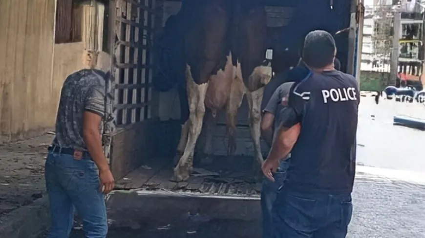 شرطة بلدية طرابلس صادرت ابقارا وتحذر أصحابها من مغبة ذبها وتوزيع لحومها للمياتم والفقراء