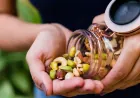 من الذاكرة إلى القلب.. كيف تدعم المكسرات صحتك؟