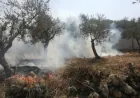 في جنوب لبنان، حتى موسم الزيتون لم يعد آمناً