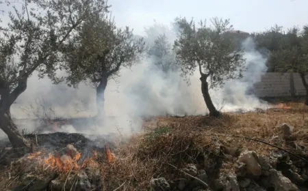 في جنوب لبنان، حتى موسم الزيتون لم يعد آمناً