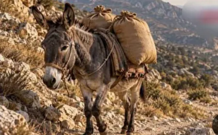 من البغال إلى الدراجات النارية… أساليب التهريب تتبدّل على الحدود اللبنانية السورية