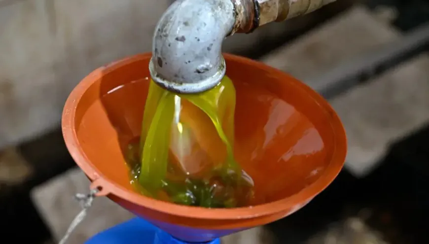 نتائج مطمئنة لفحوص زيت الزيتون من الجنوب